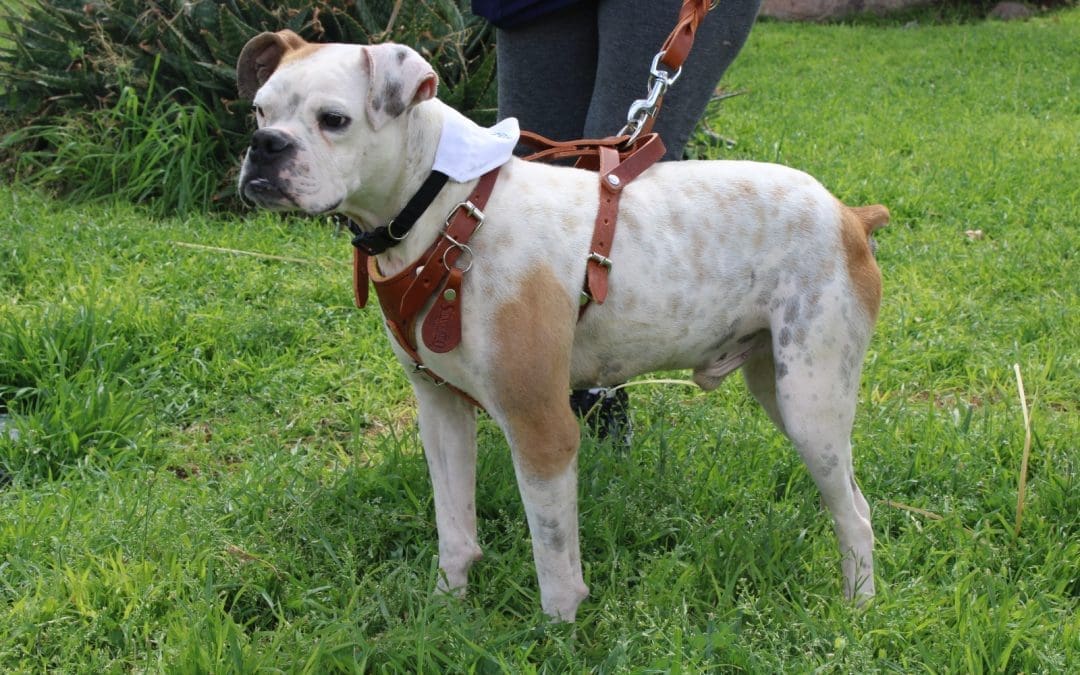 Rescatan a “Chatito” y le dan una segunda oportunidad