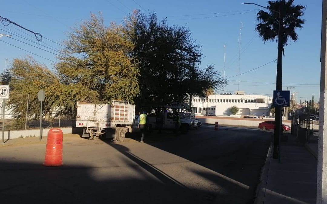 Podan árbol; maniobras afectan circulación