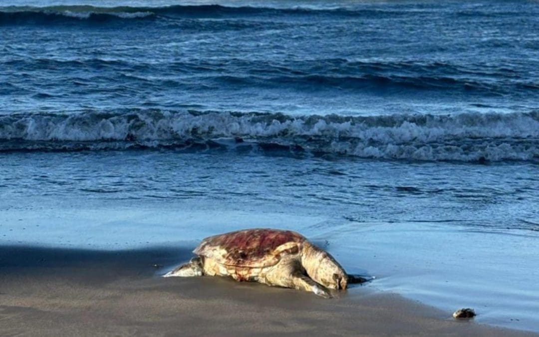 Derrame de petróleo en el Golfo suma 128 toneladas; sigue sin responsable