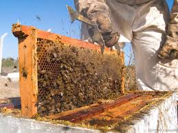 Apoyan a los apicultores con abeja reina para mejorar la producción de miel