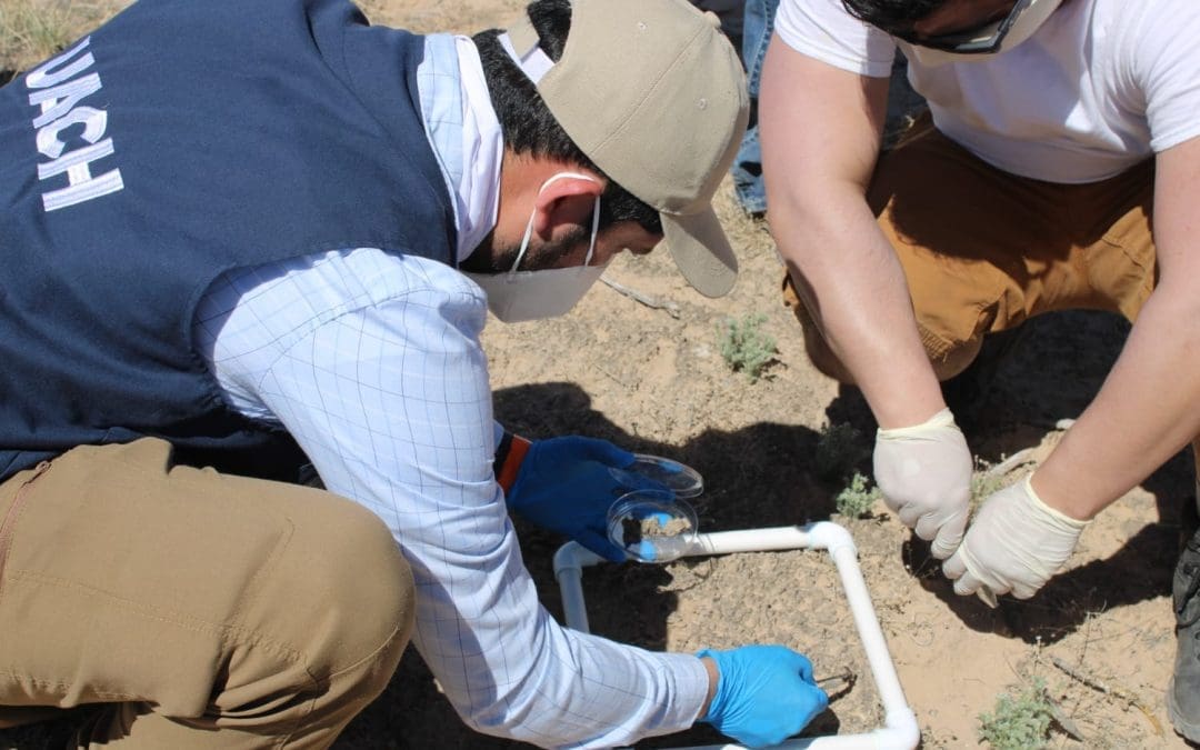 Científicos de la UACH estudian biocostras para combatir la degradación del suelo