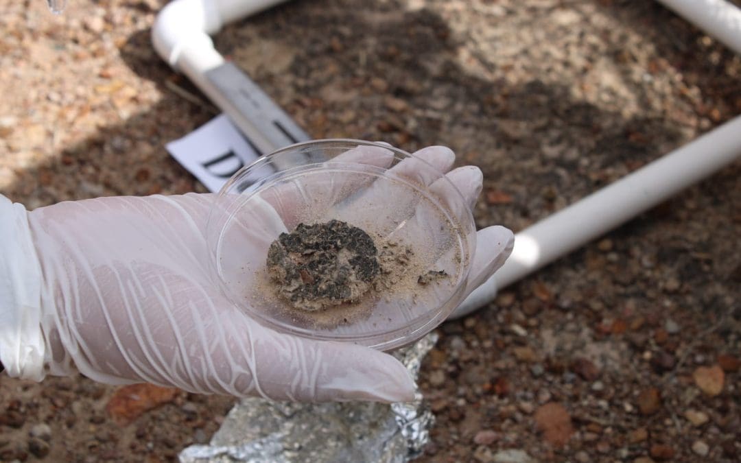 Científicos de la UACH estudian biocostras para combatir la degradación del suelo