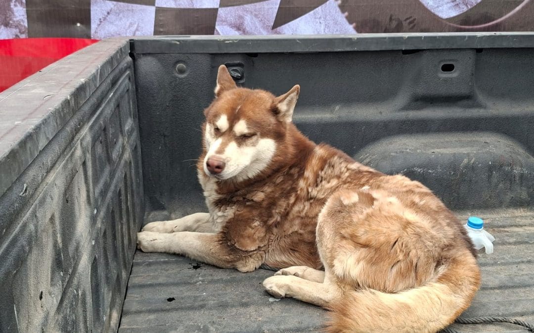 Dueños reclaman a perros rescatados por incendio