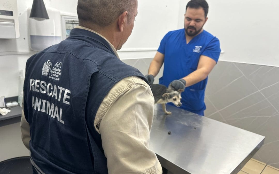 Refuerzan acciones contra el abandono animal en Chihuahua