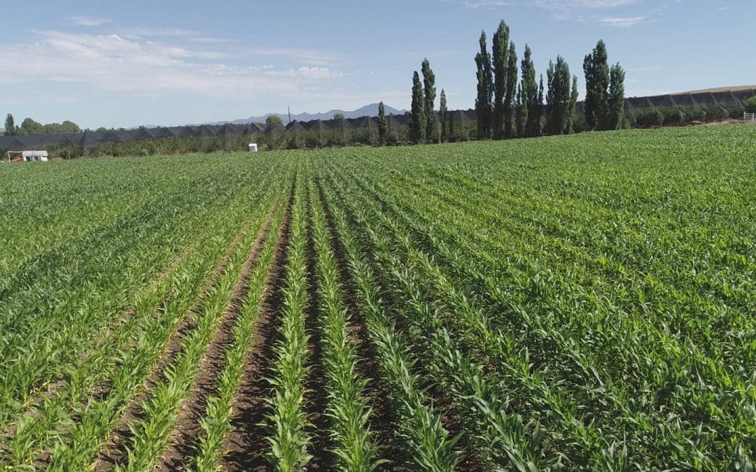 Abre convocatoria para apoyos de fertilizantes a productores