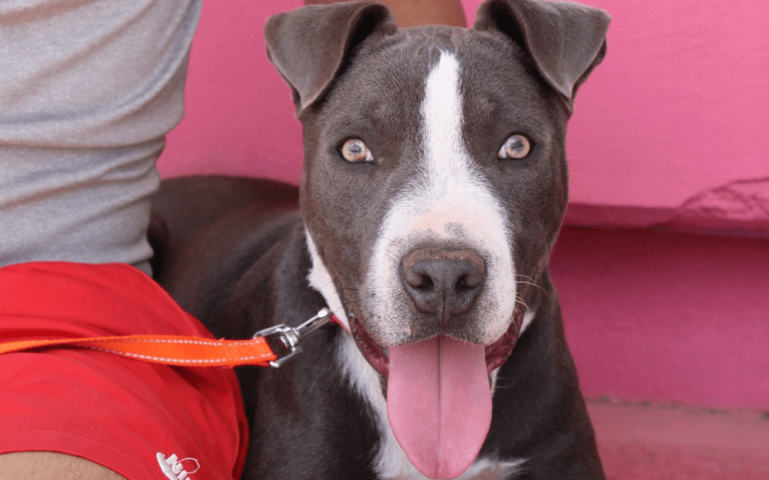 Invitan a adoptar perritos y gatitos de la Coordinación de Medio Ambiente