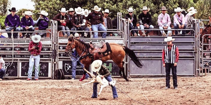 Chihuahua va por todo en el rodeo