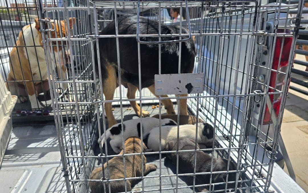 Rescatan a 39 perros de maltrato doméstico en cd Juárez