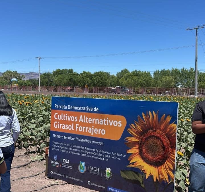 Recorren niños parcelas de girasol en cd Delicias