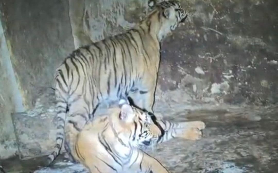 Tras detención de sujeto en Nonoava; sorprende hallazgo de dos tigres de bengala