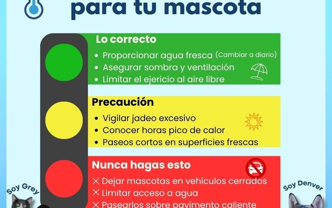 Emiten recomendaciones para proteger a mascotas durante temporada de calor