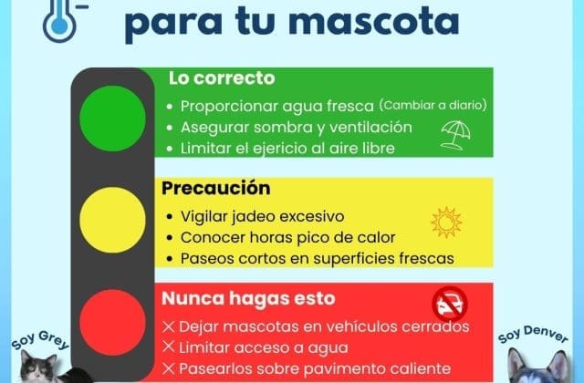 Emiten recomendaciones para proteger a mascotas durante temporada de calor