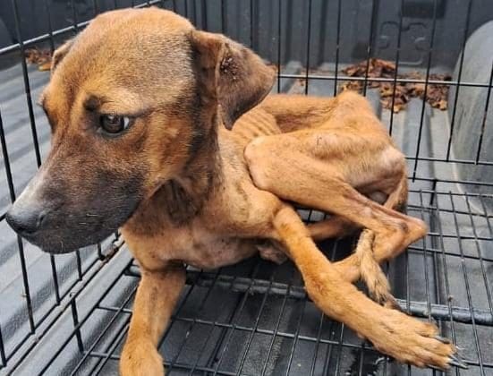 4,800 reportes de maltrato animal en la ciudad