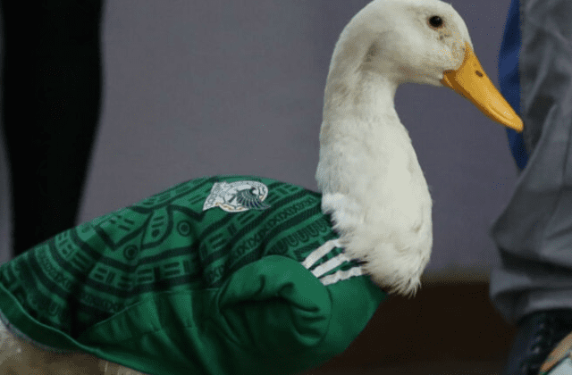 IMPI aclara situación de la marca del “Pato Merlín” tras polémica por sus derechos