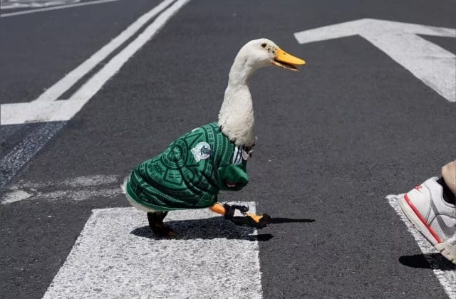 Sheinbaum buscará reunirse con familia del “Pato Merlín” tras su popularidad en redes