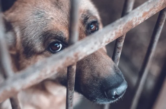 Destituyen a servidor público por maltrato animal