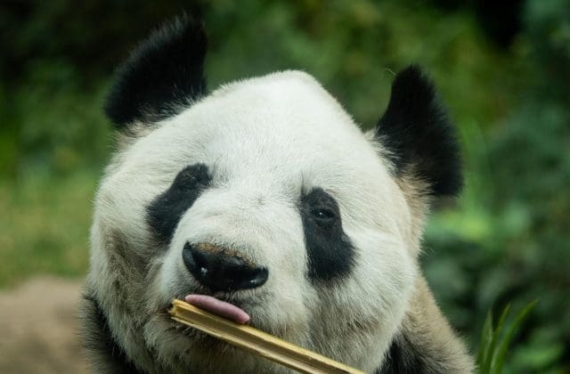 Xin Xin celebra 36 años como la única panda gigante de América Latina que no pertenece a China