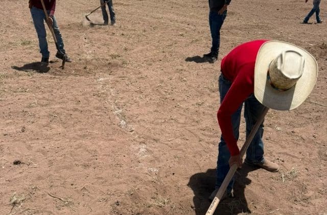 Trabaja la UACH en aprovechamiento sustentable del Sotol