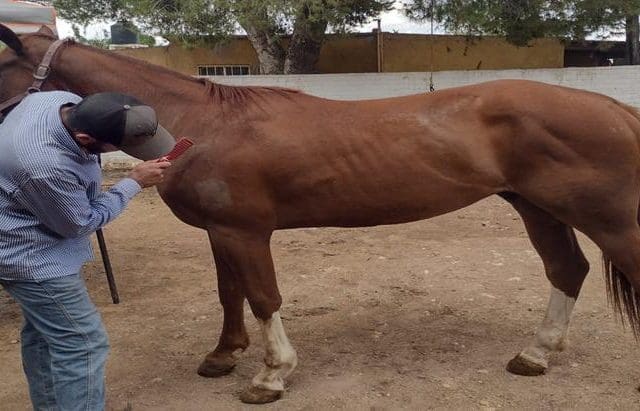 Le salen alas al caballo