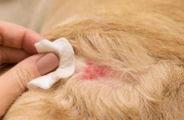 Llama SDR a cuidar a mascotas tras primer caso de gusano barrenador en el estado