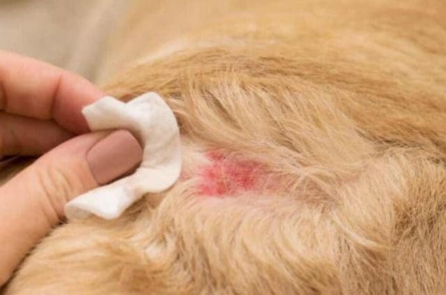 Llama SDR a cuidar a mascotas tras primer caso de gusano barrenador en el estado
