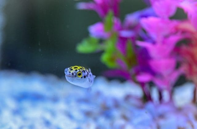 ¡El primero en Chihuahua! Abren Acuario en Guachochi