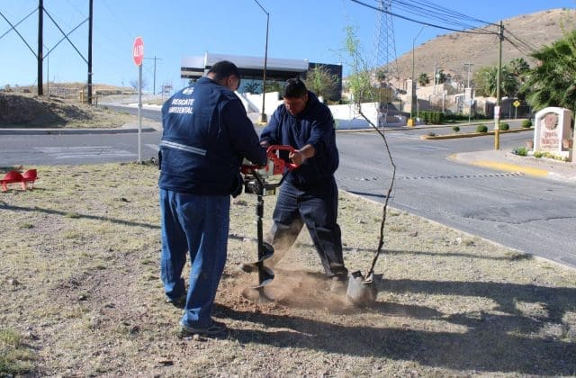 Suman 14 jornadas de reforestación y más de 230 árboles plantados en la capital