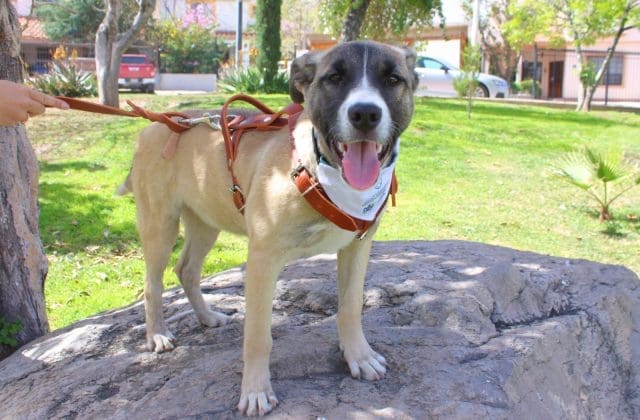 Llaman a la tenencia responsable en el Día Mundial del Perro