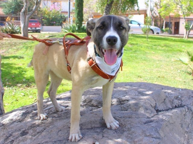 Llaman a la tenencia responsable en el Día Mundial del Perro