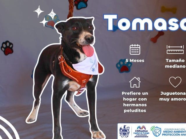 Invitan a dar un hogar a 52 perros y gatos rescatados en Chihuahua Capital