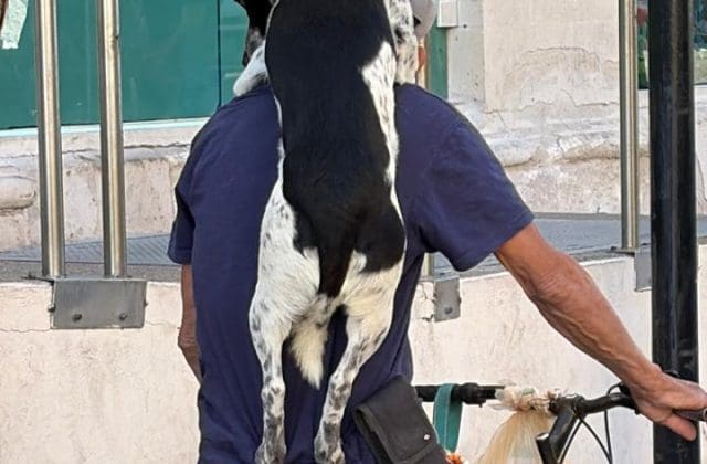 📽Conmueve a cientos en el centro perrito paseando en bicicleta