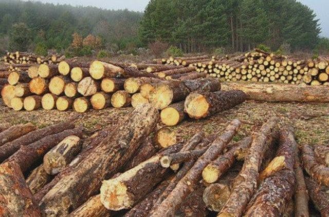 Tala ilegal se fortalece con nuevas tácticas; autoridades buscan revertir la tendencia